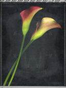 Lilies 2